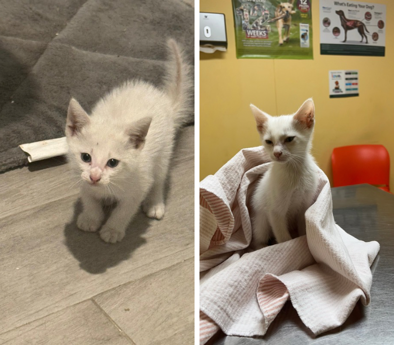 Small white kitten standing indoors on a gray floor.
Small white kitten sitting on a veterinary exam table wrapped in a towel.