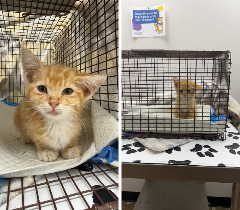Two photos of a small orange and white kitten inside a veterinary clinic cage.