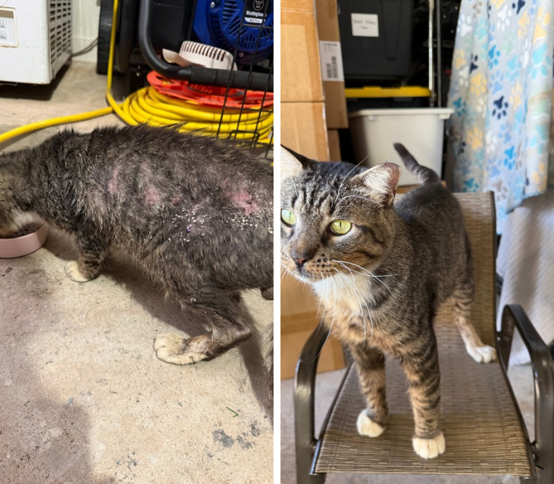 Before-and-after photos of a tabby cat, first with significant hair loss and irritated skin and later with a healthy, full coat.