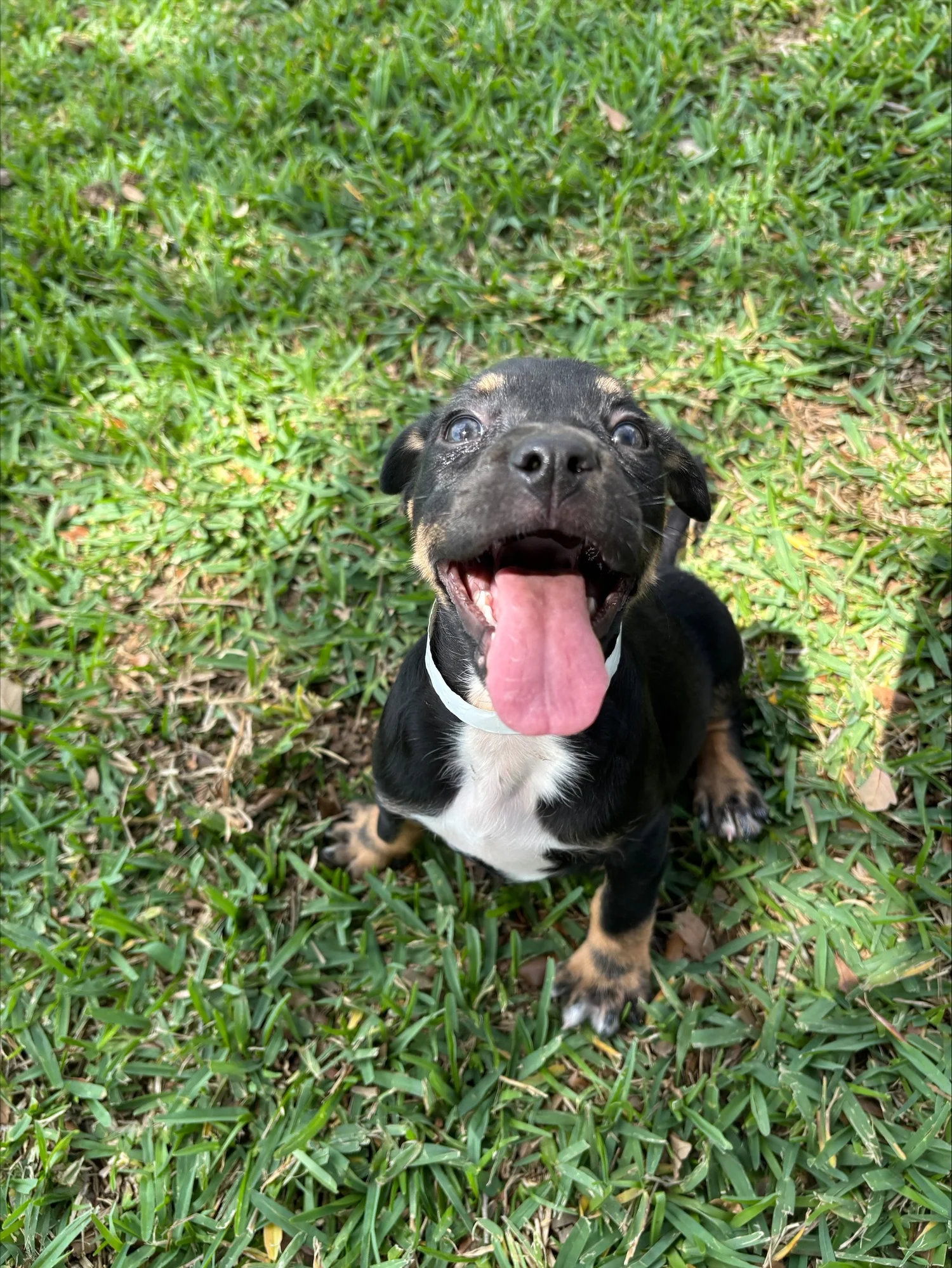 A small black and tan puppy sitting in grass, looking up at the camera with its mouth open and tongue out.