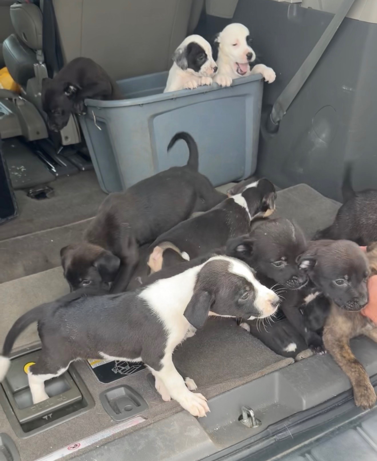 A group of young puppies gathered together in the back of a vehicle, with several sitting inside a large bin.