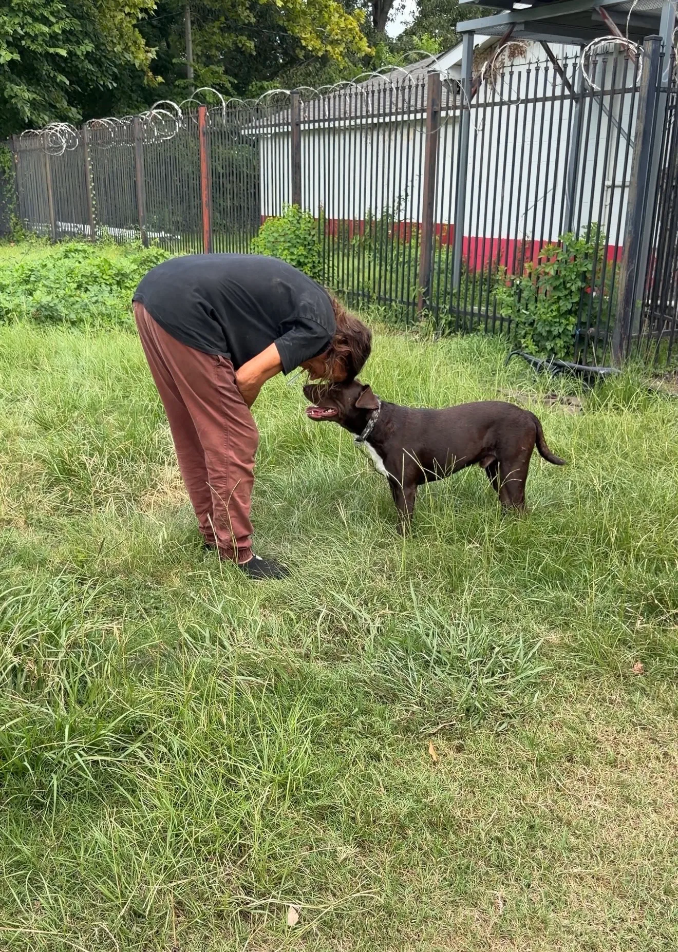 A woman bending down to greet a brown dog standing in tall grass.