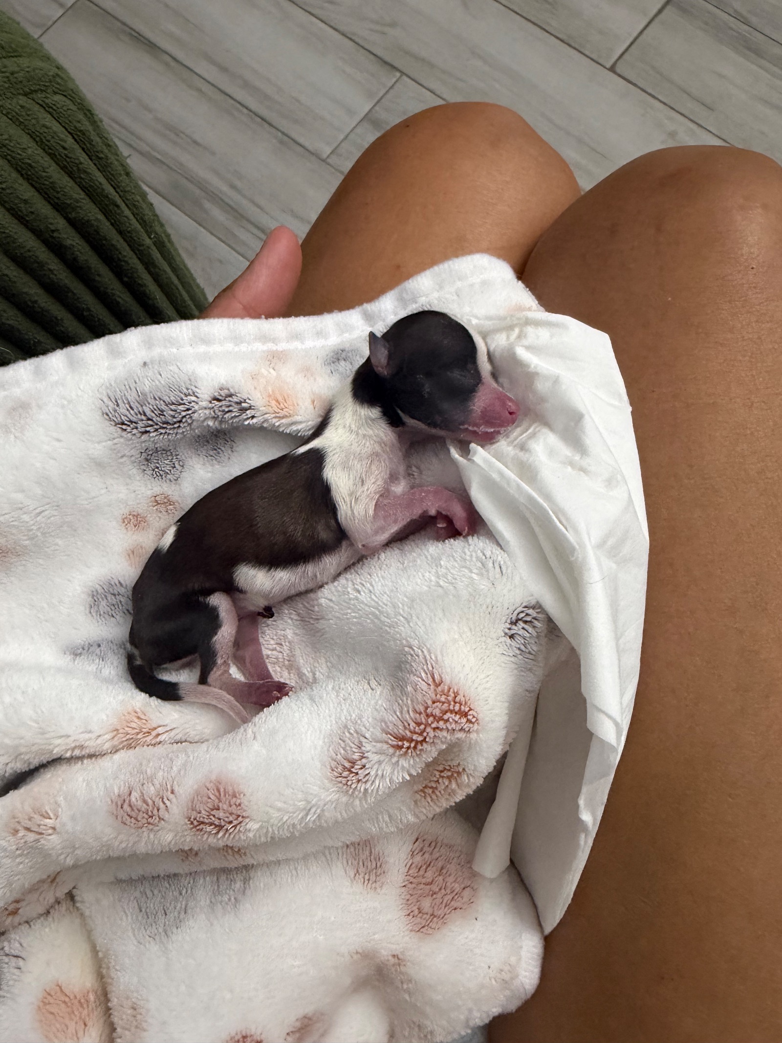 small black and white 2 day old puppy on a blanket