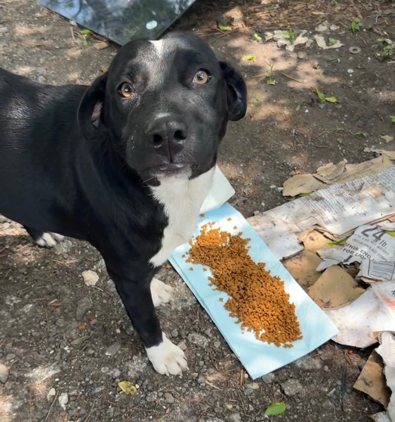 A black-and-white dog standing outdoors beside a pile of dry dog food, looking up toward the camera.