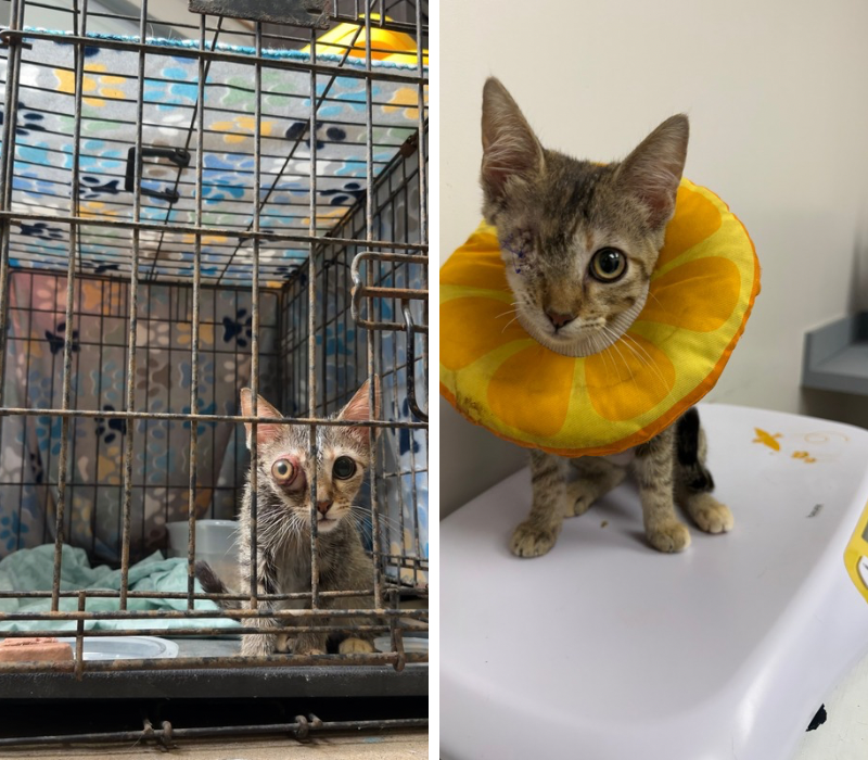 Before-and-after photos of a small tabby kitten, first inside a cage with an injured eye and later recovering after veterinary treatment.