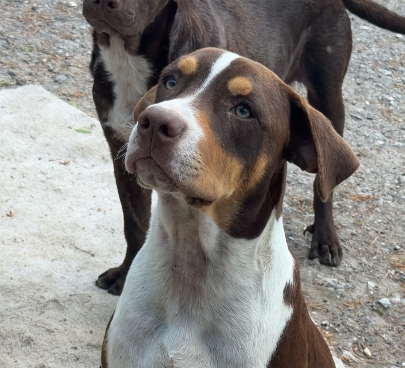 Two brown and white dogs standing on gravel; the nearer one looks up at the camera.