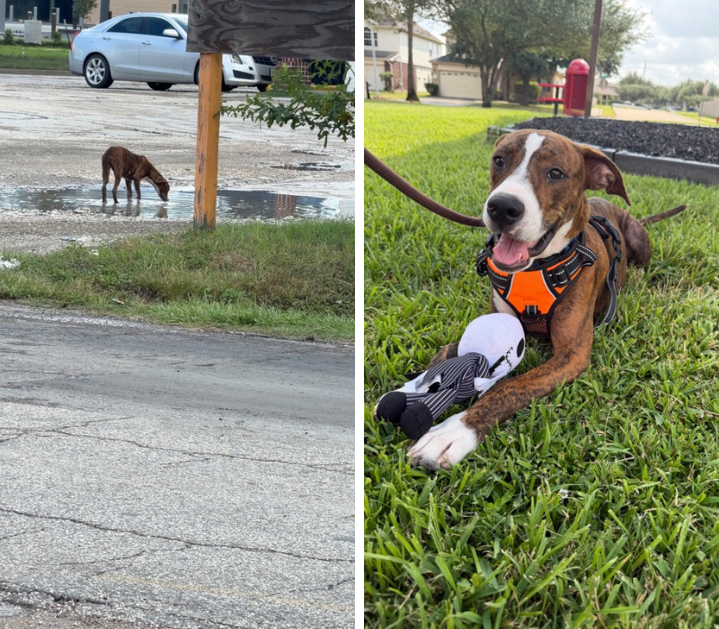 Before-and-after photos of a brindle dog, first seen drinking from a puddle near a road and later sitting on grass wearing a harness.