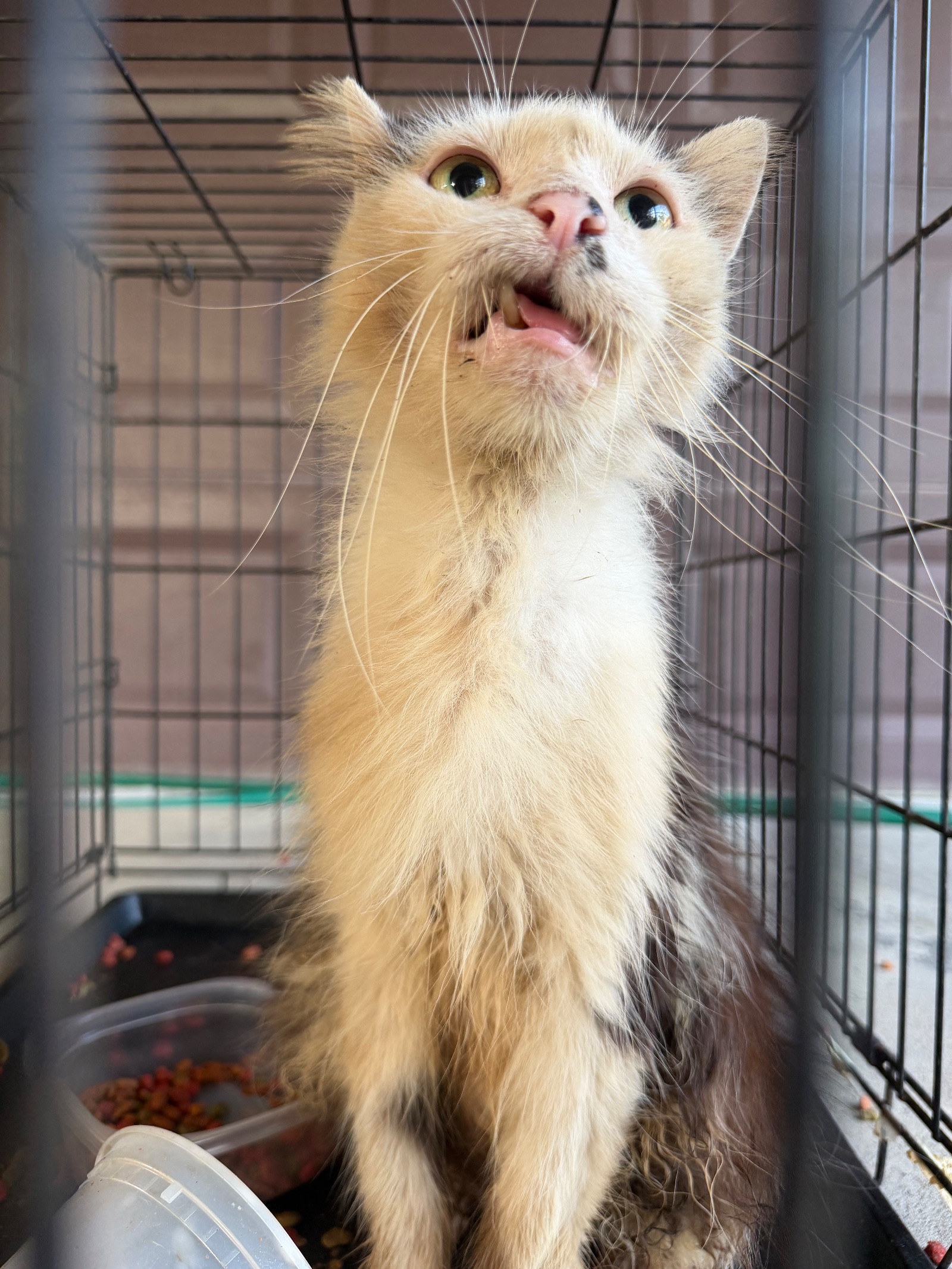 Black and white senior cat with visible teeth issues standing inside a kennel.