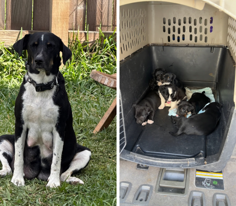 Black and white mother dog sitting outside next to a wooden fence. newborn puppies inside a large plastic crate.