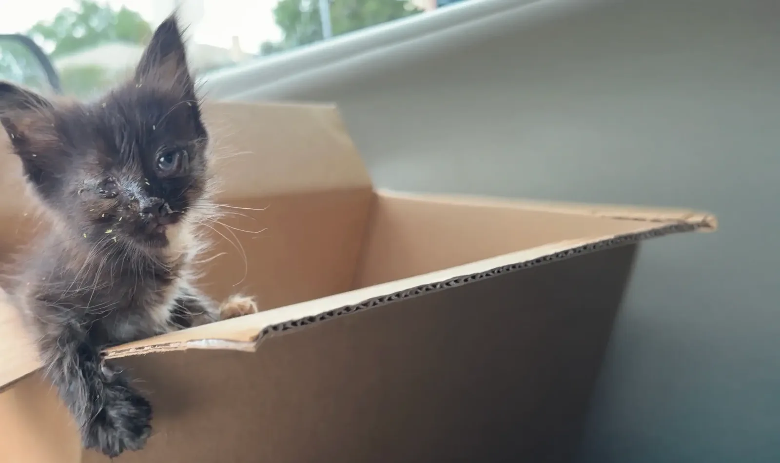 A very young dark tortoiseshell kitten with crusted eyes and nose, climbing over the edge of a cardboard box.