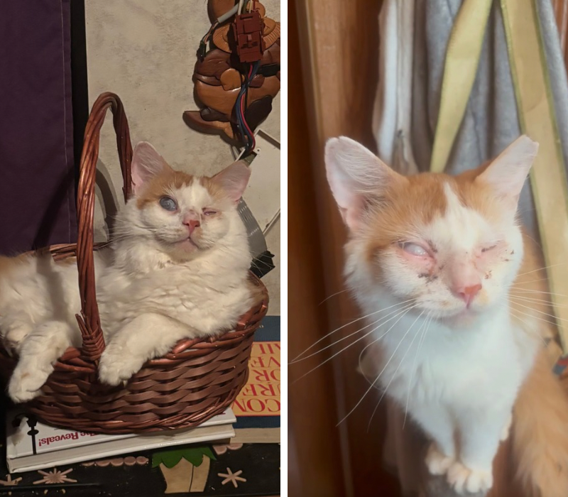 Before-and-after photos of an orange and white cat with injured eyes, shown during recovery and later resting comfortably at home.