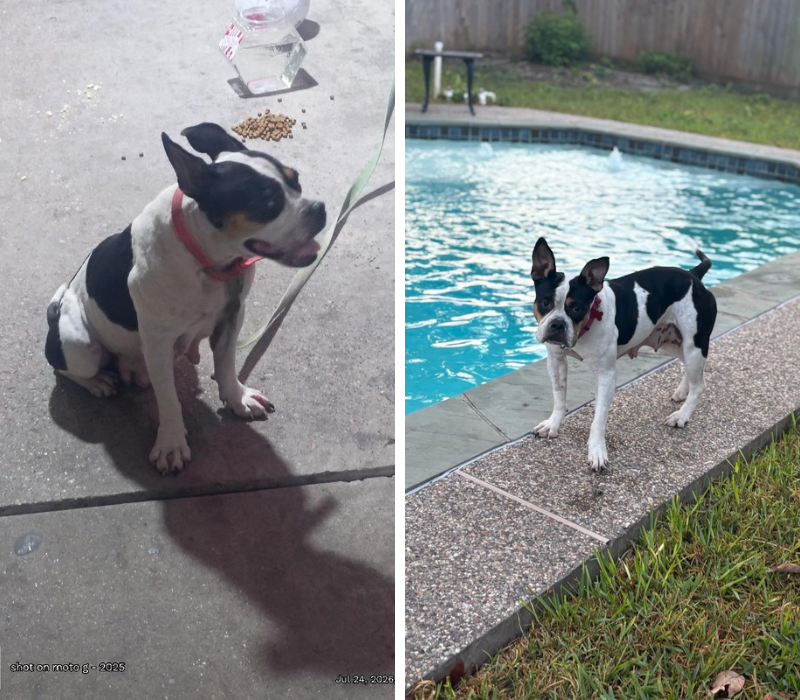 Before-and-after photos of a black and white dog, first sitting outdoors and later standing beside a swimming pool.