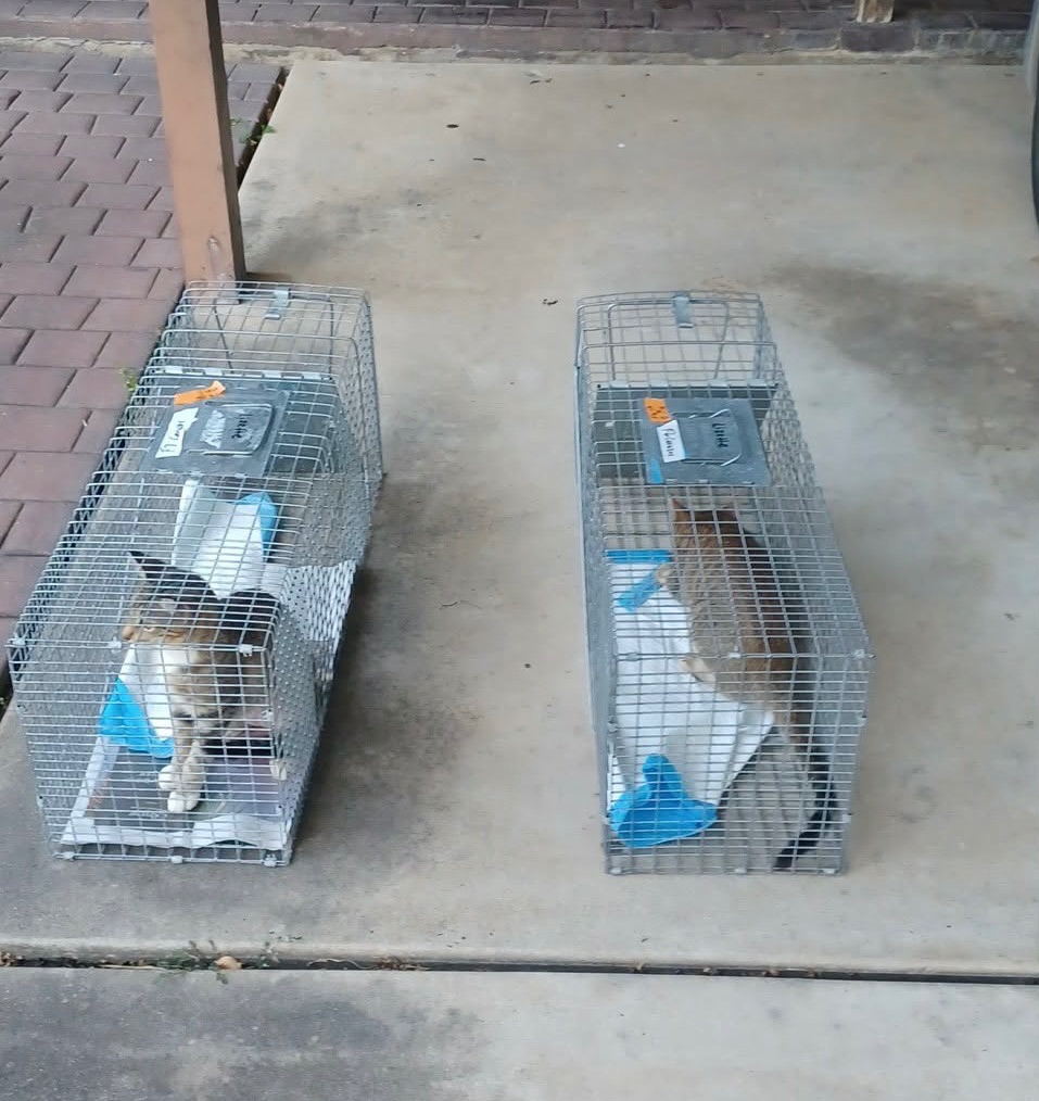 Two cats sitting inside humane traps on a covered outdoor patio, prepared for TNR.