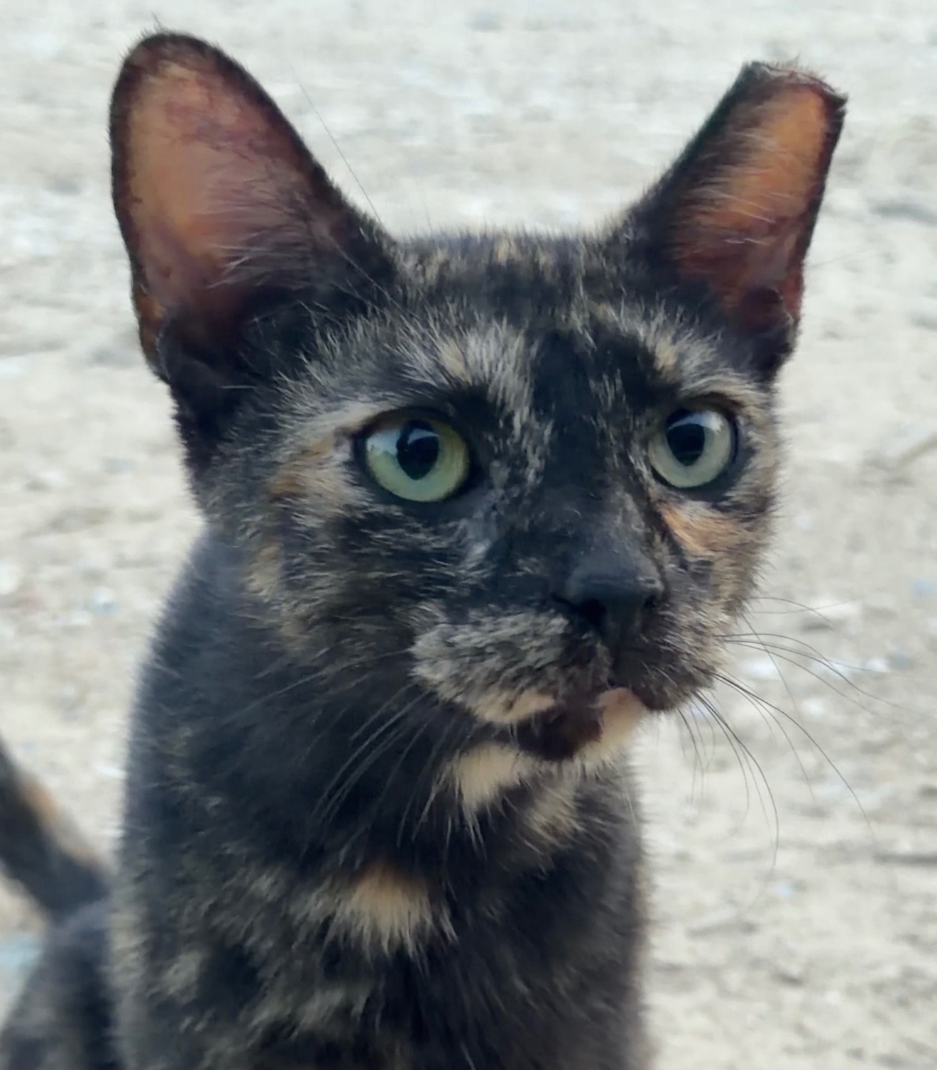 A tortoiseshell cat with green eyes sitting outdoors and looking toward the camera. His left ear is tipped, indicating he has been through TNR