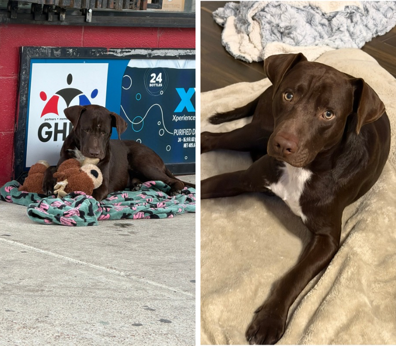 Before-and-after photos of a brown dog, first lying outside on blankets and later resting comfortably indoors.