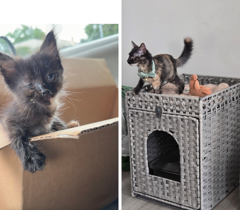 Before-and-after photos of a tortoiseshell kitten, first with an injured eye and later healthy and settled in her home.