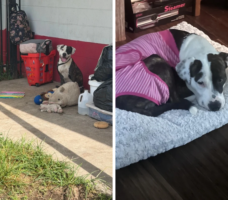 Black and white dog sitting outside near a home with pet supplies nearby. Black and white dog resting indoors on a bed while wearing a pink recovery suit.