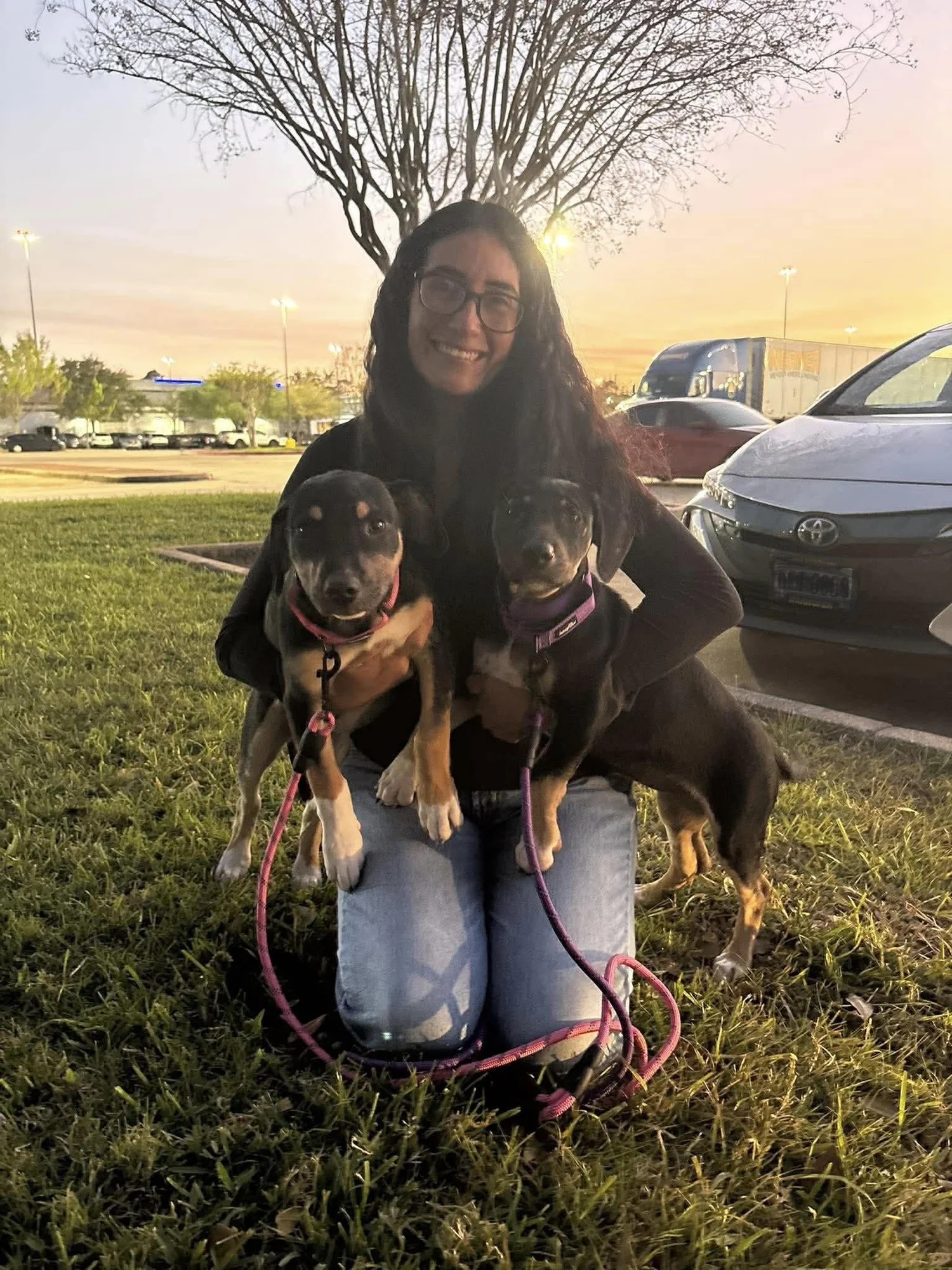 A volunteer kneeling on grass at sunset, holding two young dogs on pink and purple leashes.